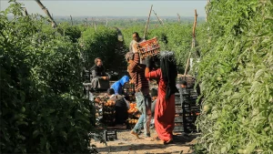 فرص العمل المتاحة للعرب في فرنسا لعام 2025: وظائف بارزة في مجال الزراعة